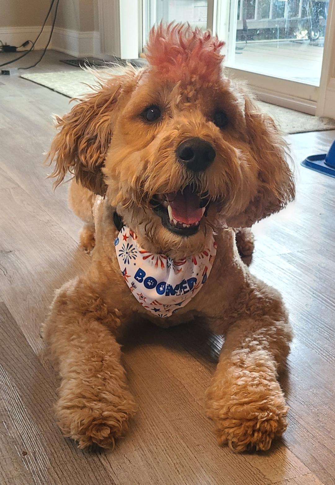 Patriotic Dog Bandana - Dog Scarf - With Collar - Birthday - Memorial - Washable - Adjustable - 4th